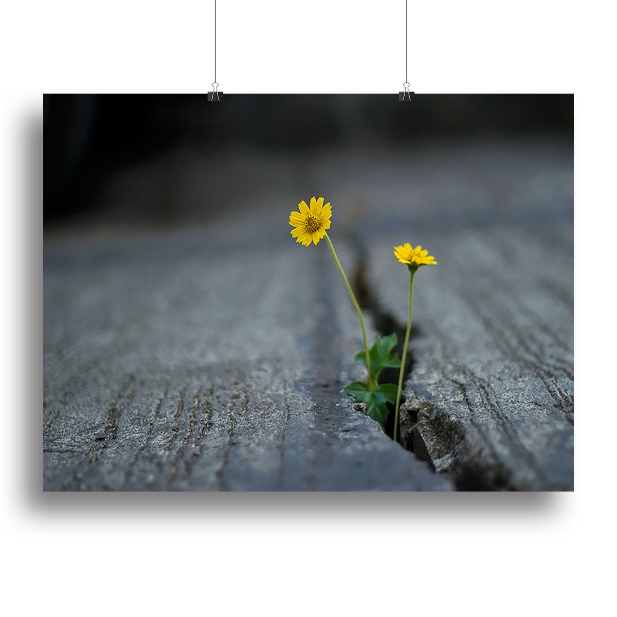 Yellow flower growing in street Poster - Unframed