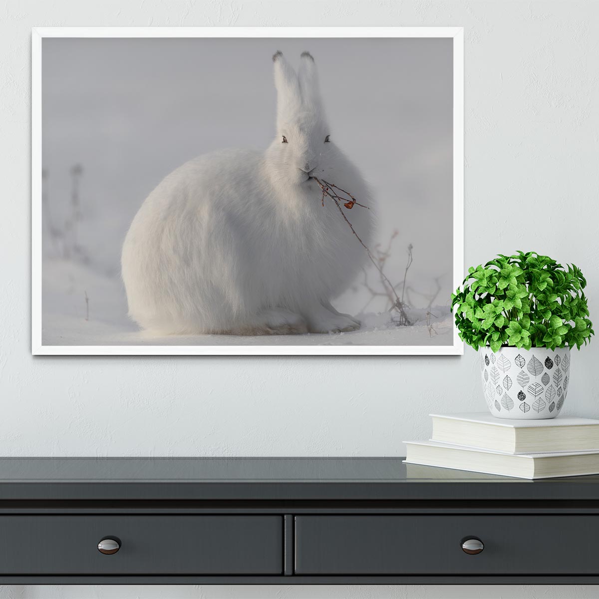 wild arctic hare Framed Print - 1x -6