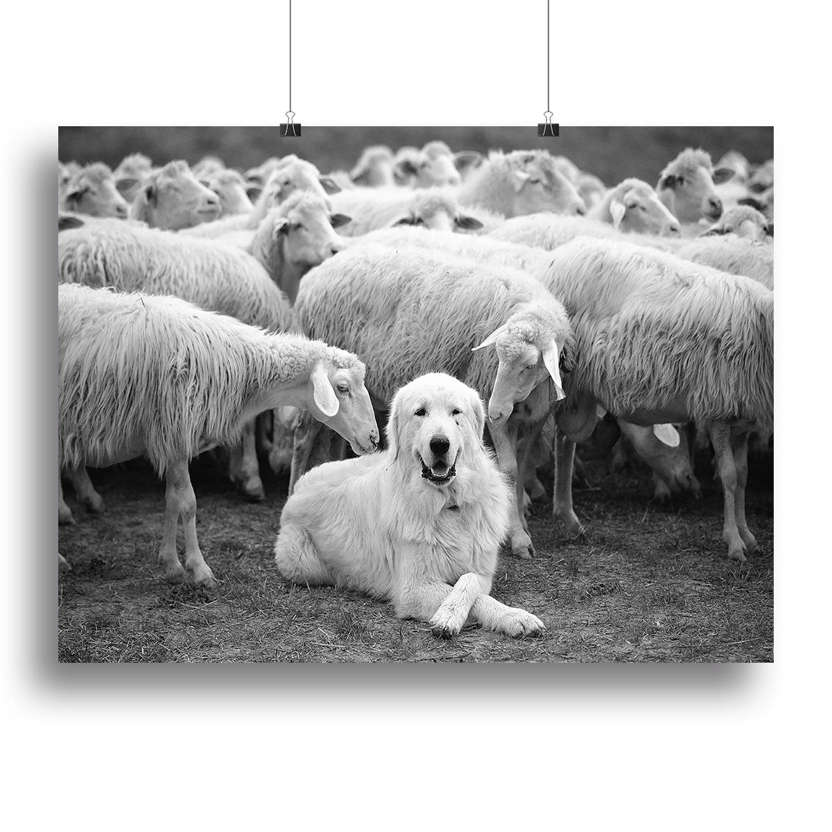 Lab Sat Infront Of Sheet Canvas Print or Poster - Canvas Art Rocks - 2