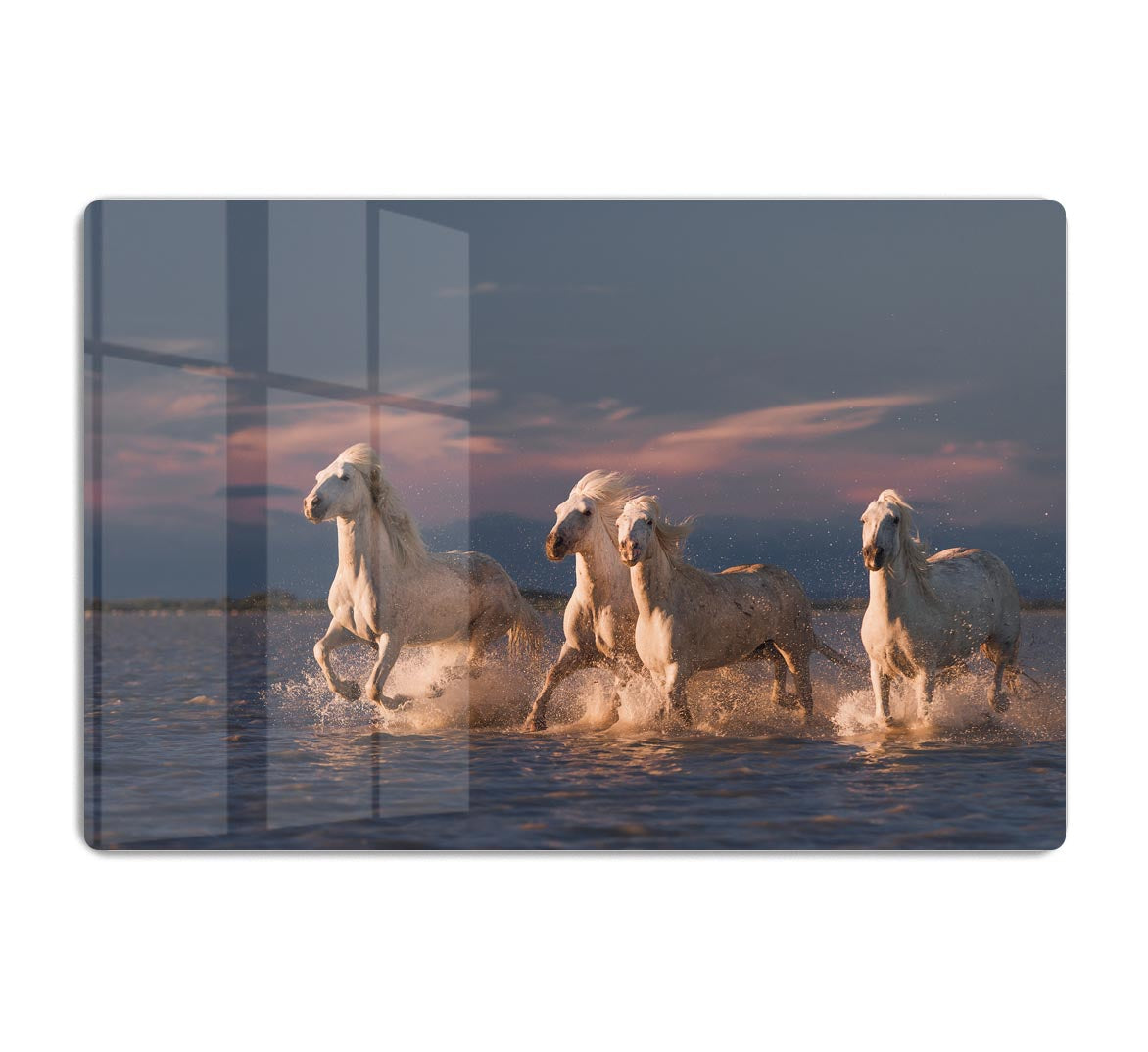 Wite Horses Running In Water 2 HD Metal Print - Canvas Art Rocks - 1