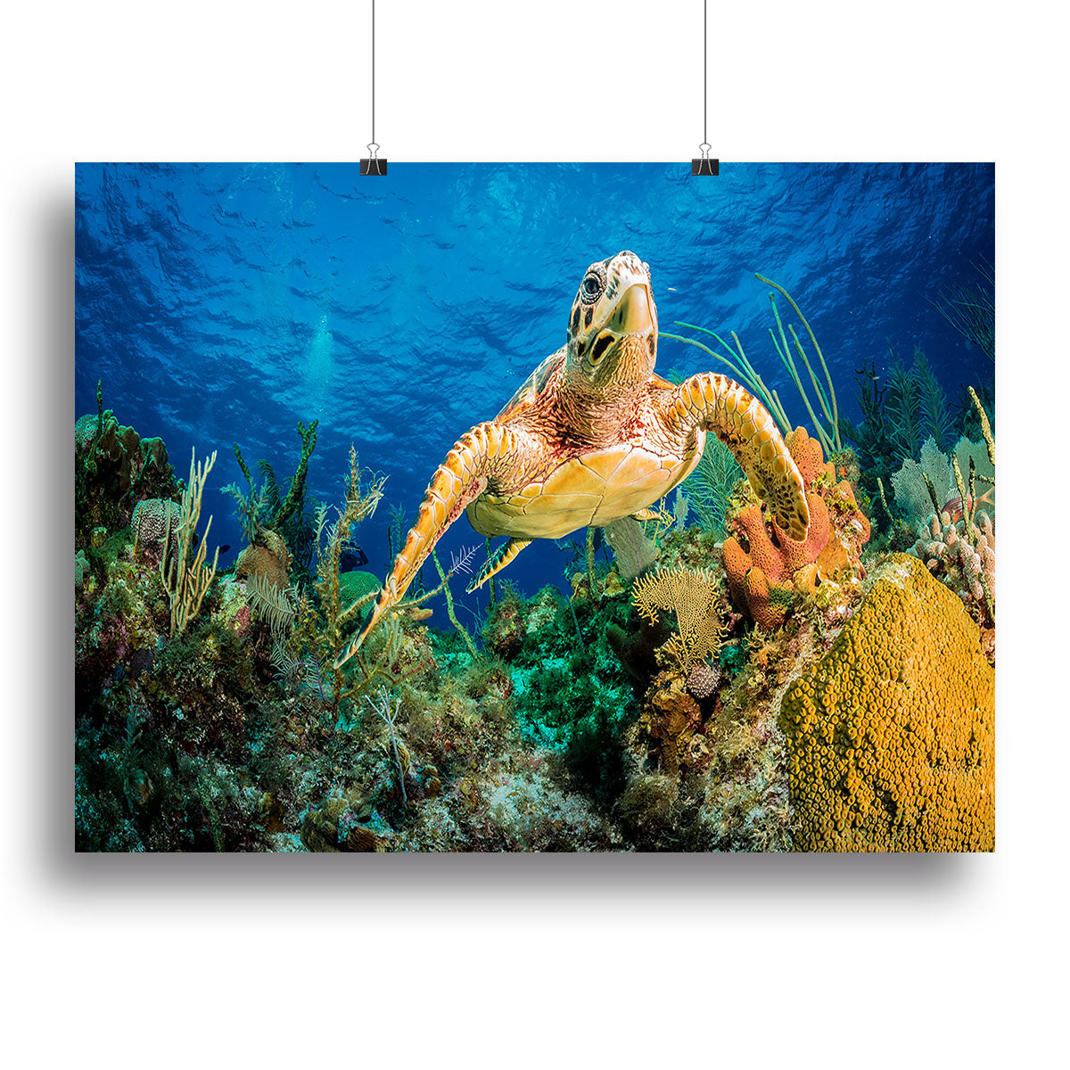 Hawksbill Turtle Swimming Through Caribbean Reef Canvas Print or Poster - Canvas Art Rocks - 2