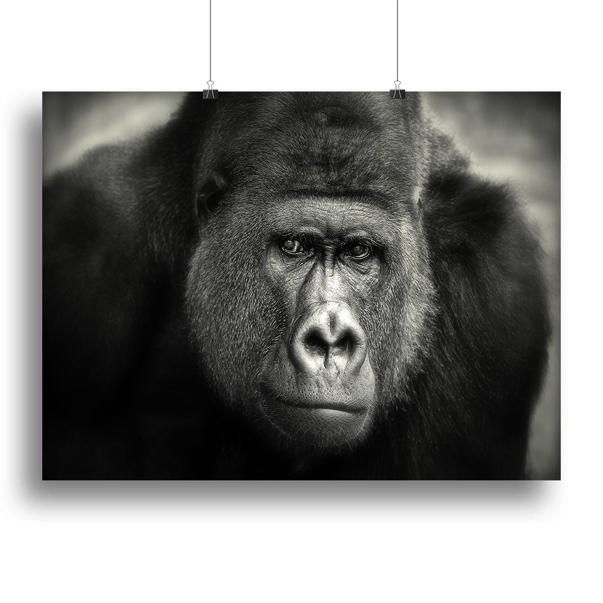 Gorilla Canvas Print or Poster - Canvas Art Rocks - 2