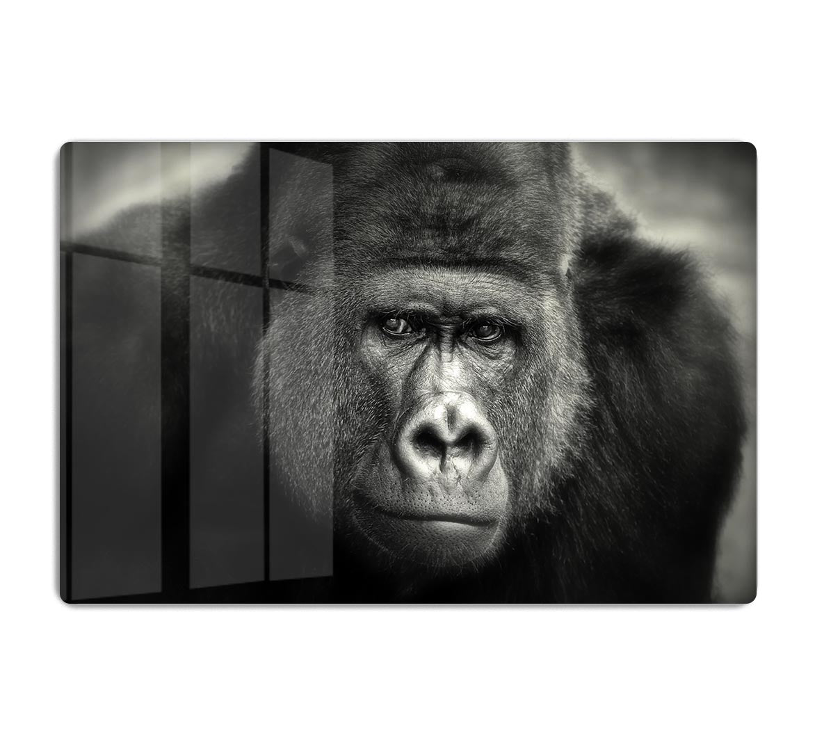 Gorilla HD Metal Print - Canvas Art Rocks - 1