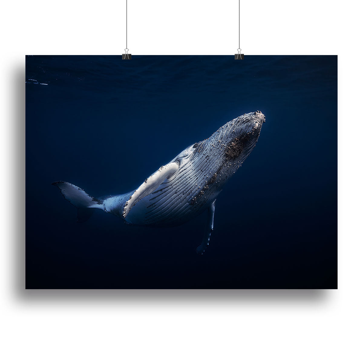 Humpback Whale Canvas Print or Poster - Canvas Art Rocks - 2