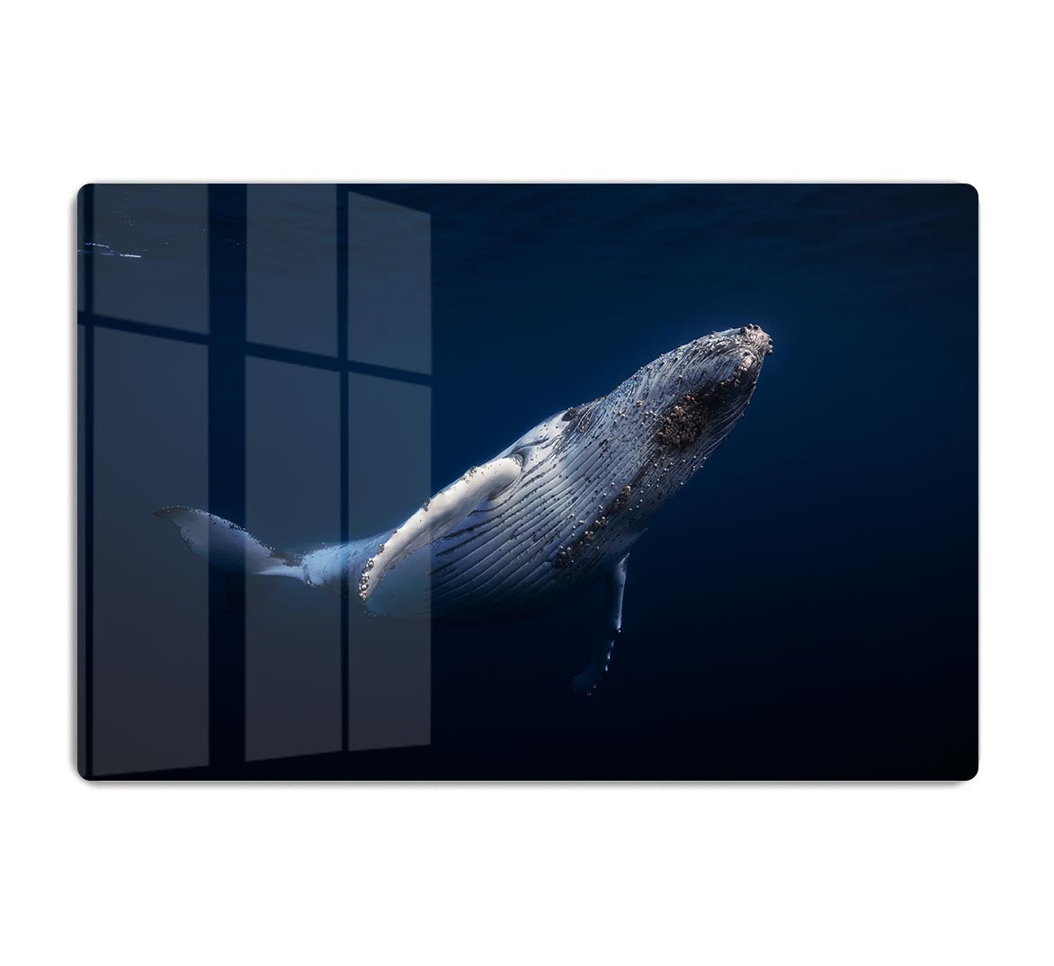 Humpback Whale HD Metal Print - Canvas Art Rocks - 1