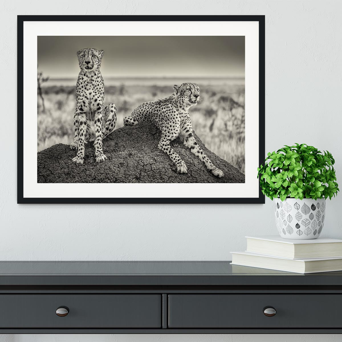 Two Cheetahs watching out Framed Print - Canvas Art Rocks - 1