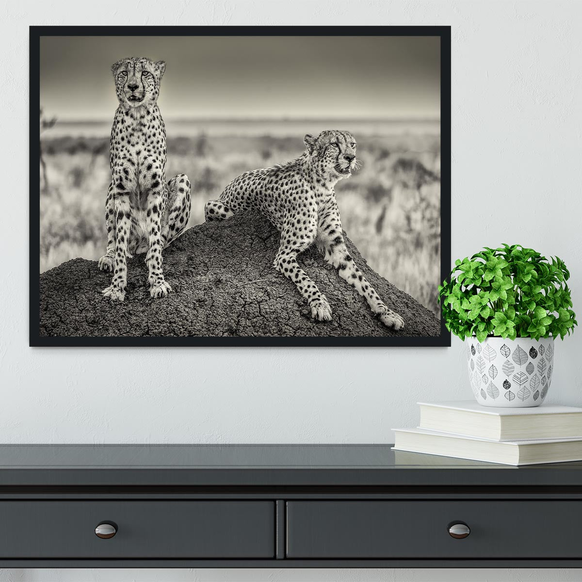 Two Cheetahs watching out Framed Print - Canvas Art Rocks - 2