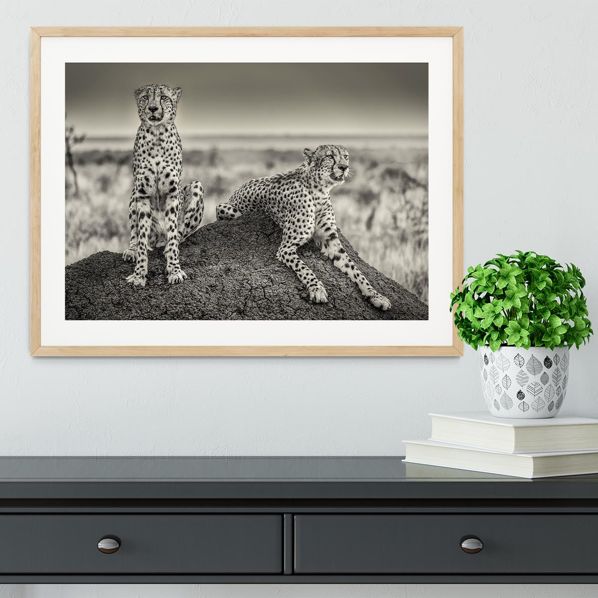 Two Cheetahs watching out Framed Print - Canvas Art Rocks - 3