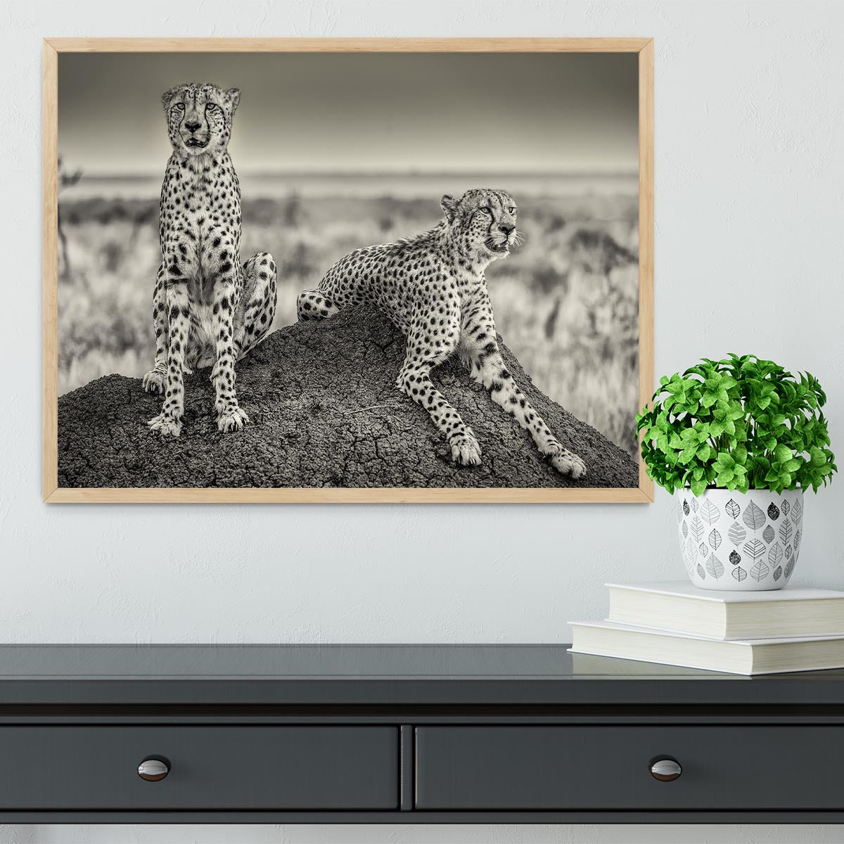 Two Cheetahs watching out Framed Print - Canvas Art Rocks - 4