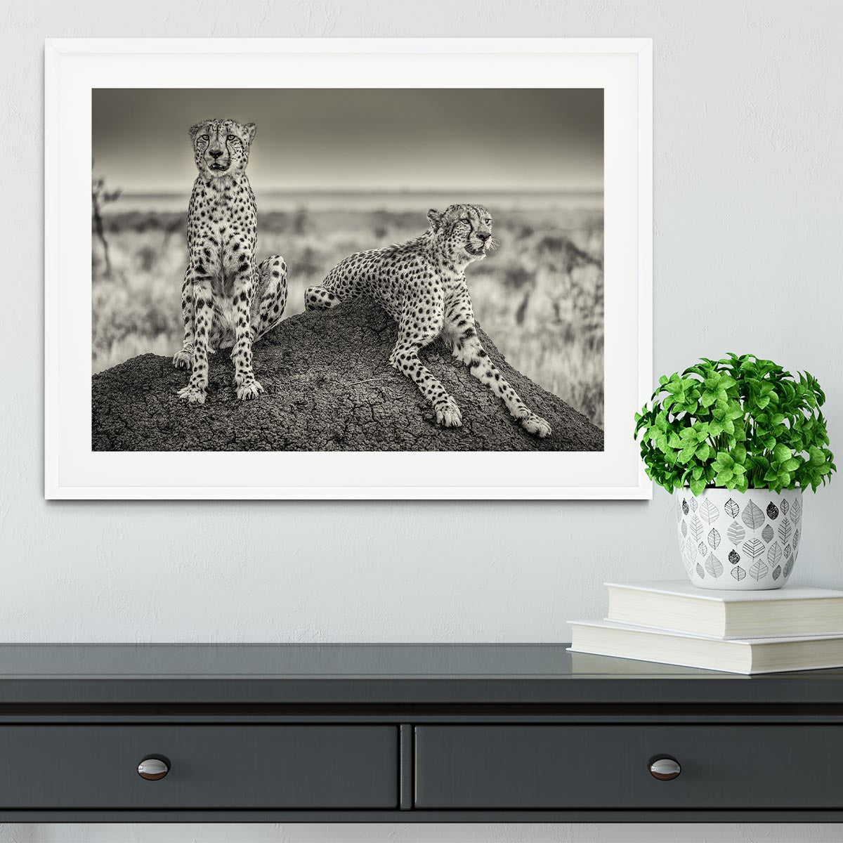 Two Cheetahs watching out Framed Print - Canvas Art Rocks - 5