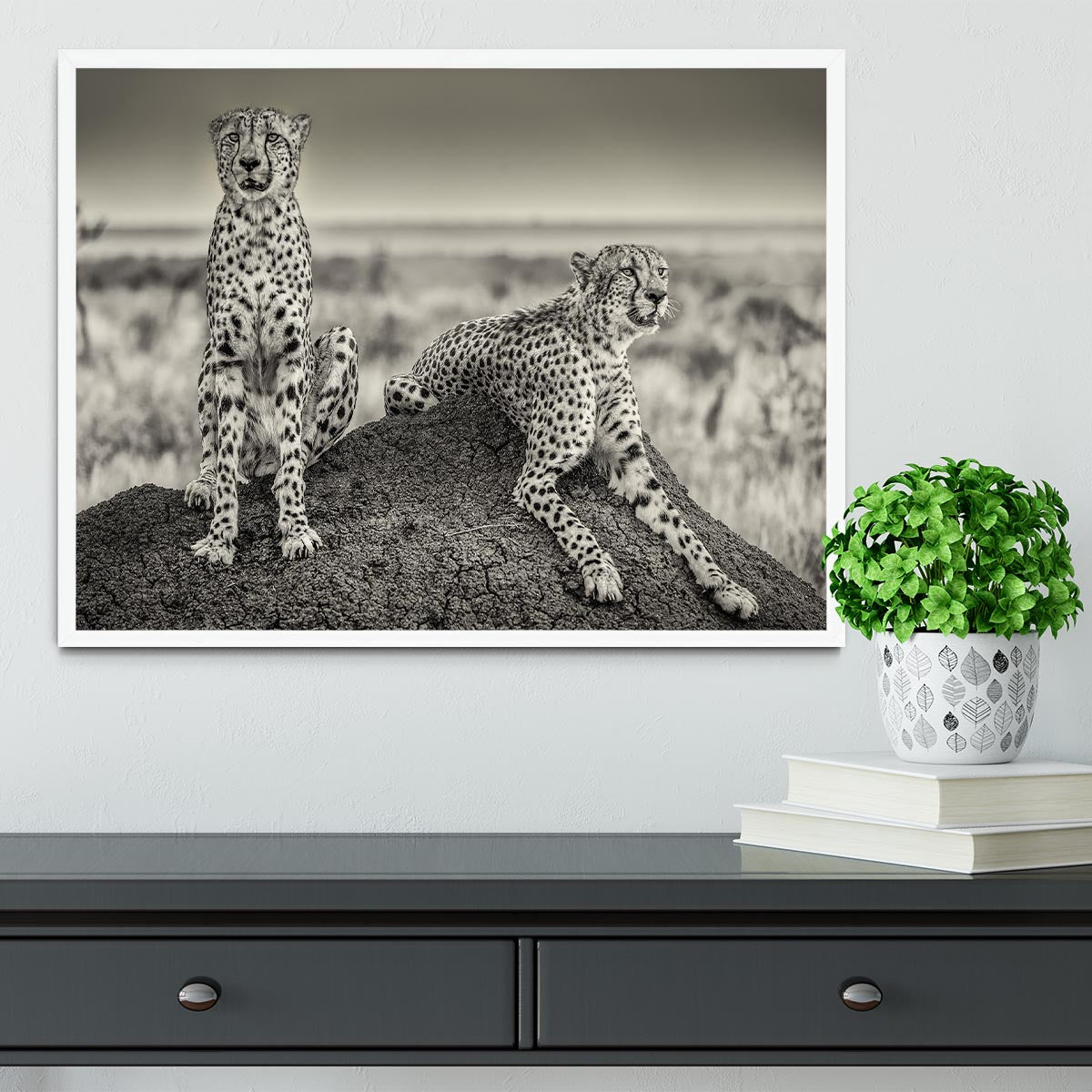 Two Cheetahs watching out Framed Print - Canvas Art Rocks -6