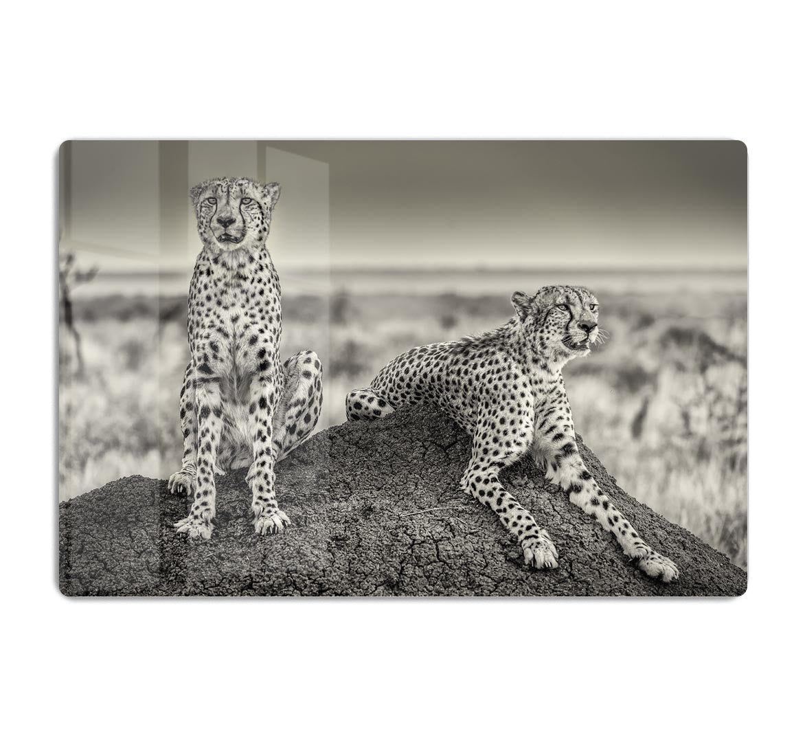 Two Cheetahs watching out HD Metal Print - Canvas Art Rocks - 1