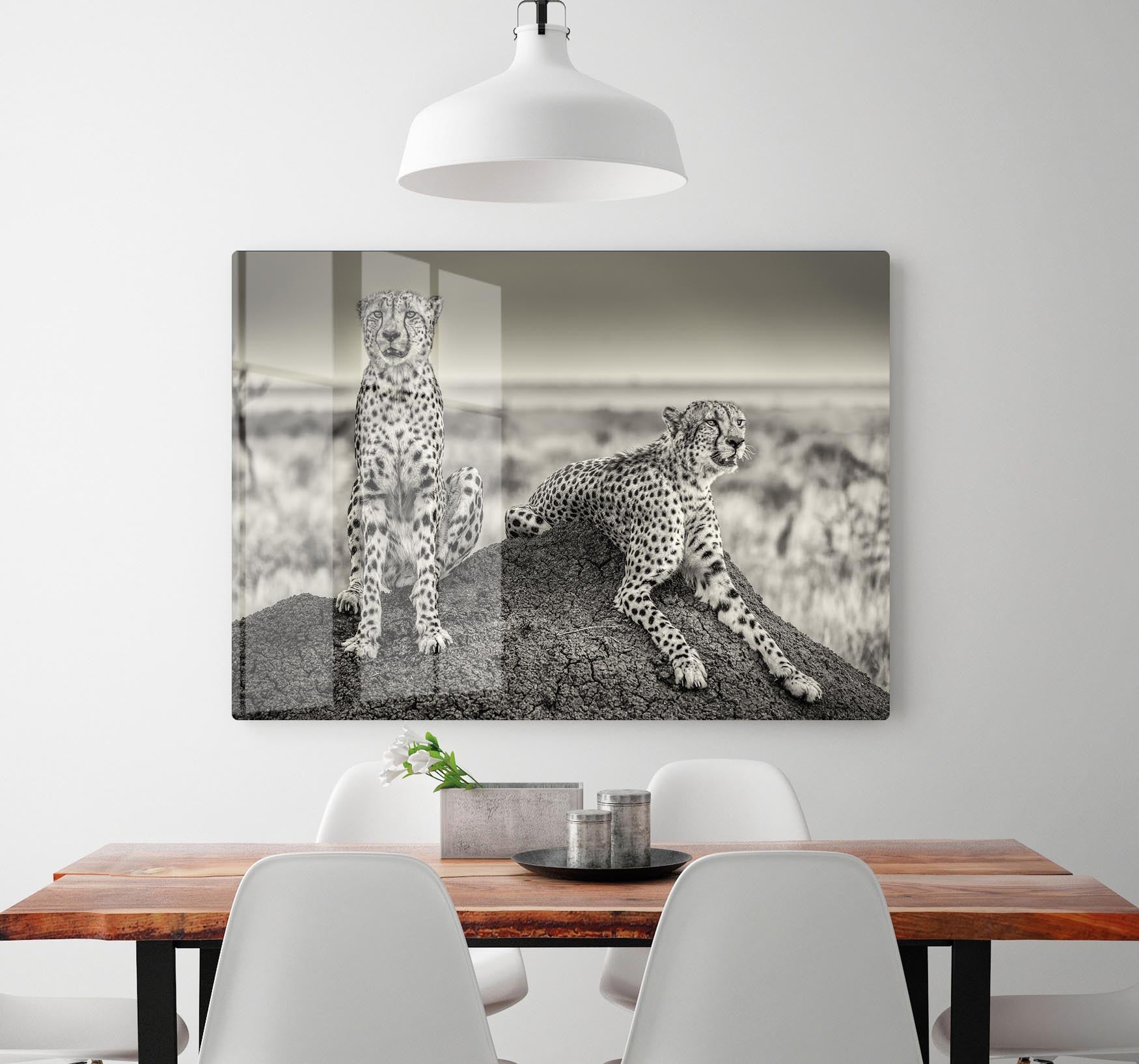 Two Cheetahs watching out HD Metal Print - Canvas Art Rocks - 2
