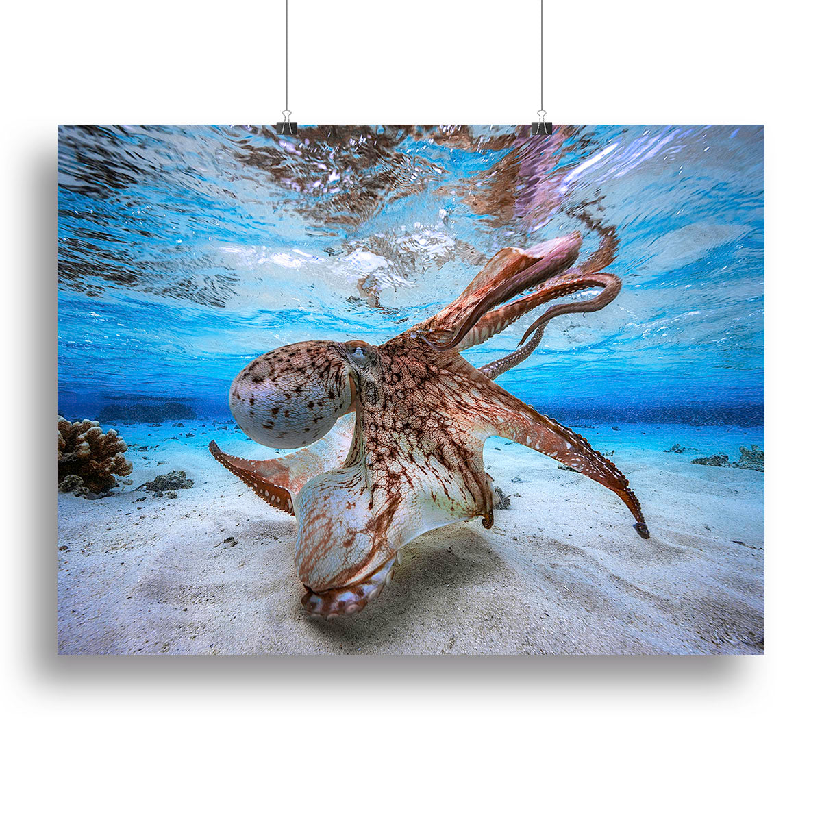 Dancing Octopus Canvas Print or Poster - Canvas Art Rocks - 2