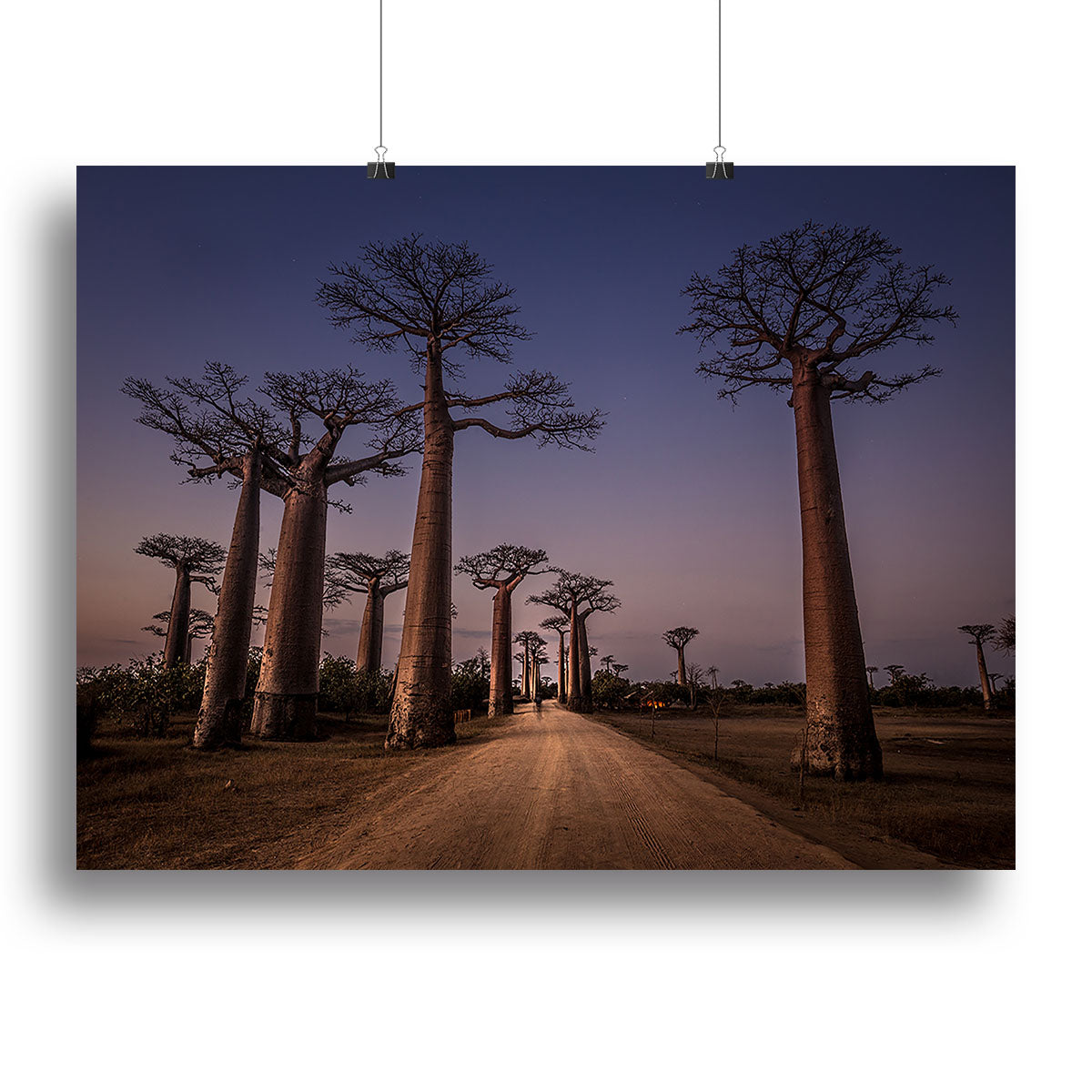 Allace Des Baobabs Canvas Print or Poster - Canvas Art Rocks - 2