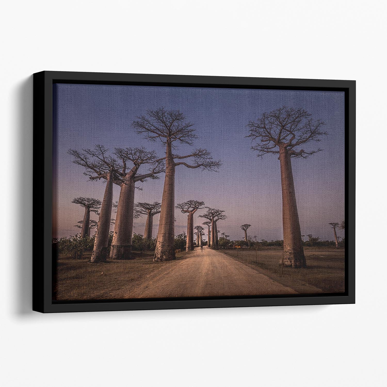 Allace Des Baobabs Floating Framed Canvas - Canvas Art Rocks - 1