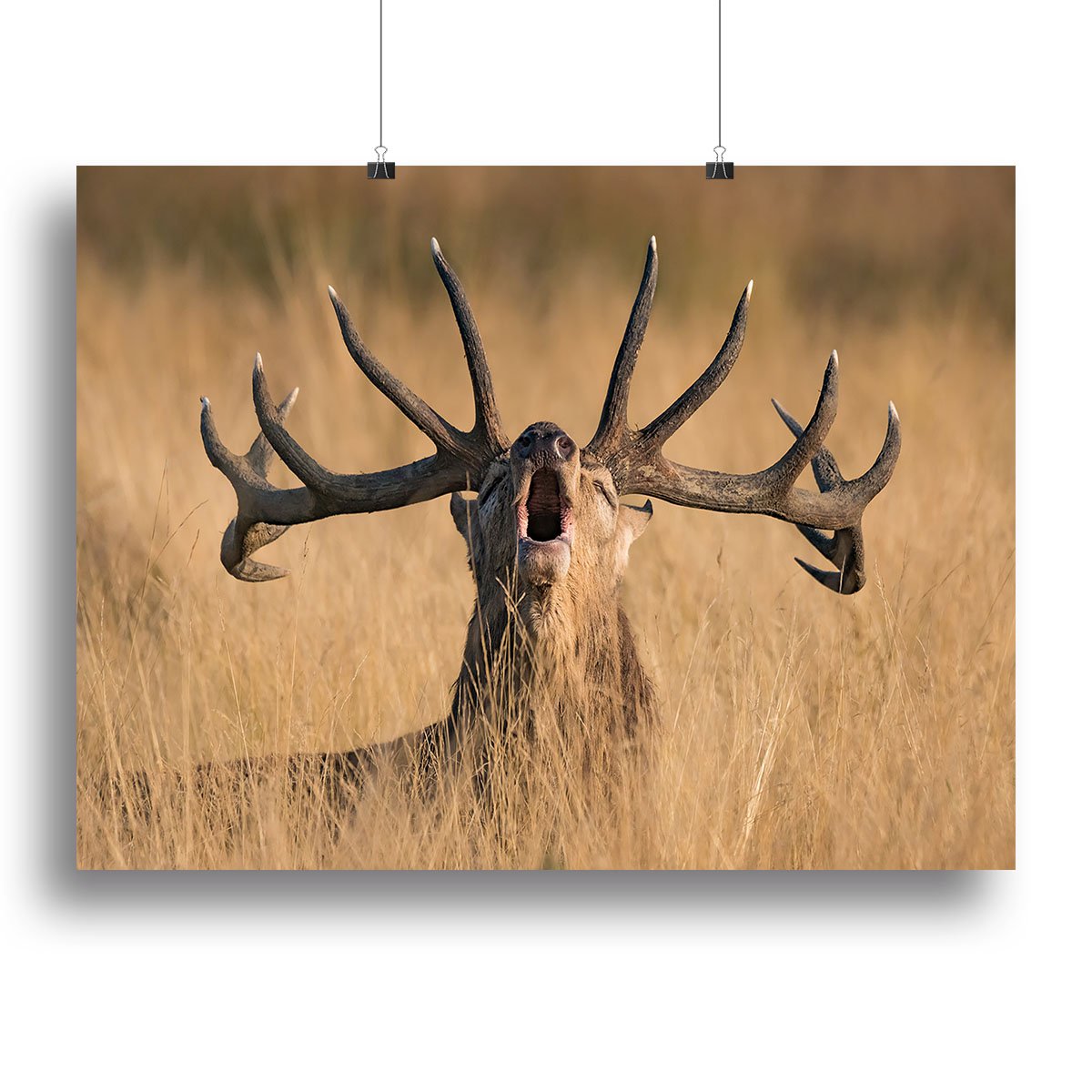 Antler Ready to Rut Canvas Print or Poster - Canvas Art Rocks - 2