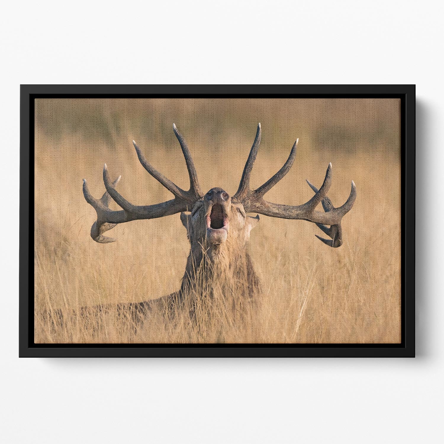 Antler Ready to Rut Floating Framed Canvas - Canvas Art Rocks - 2