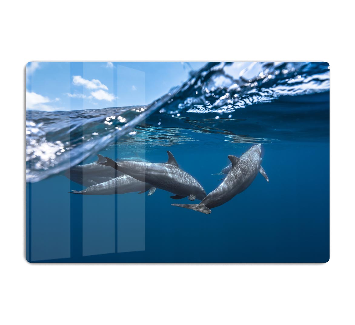 Dolphins HD Metal Print - Canvas Art Rocks - 1
