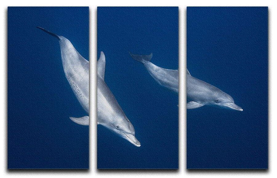 Bottlenose Dolphins 3 Split Panel Canvas Print - Canvas Art Rocks - 1