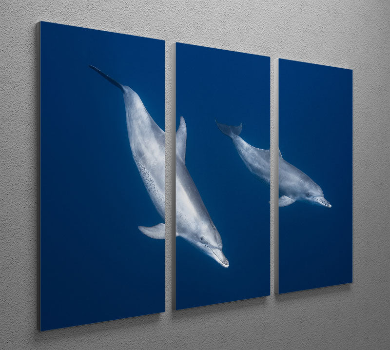 Bottlenose Dolphins 3 Split Panel Canvas Print - Canvas Art Rocks - 2