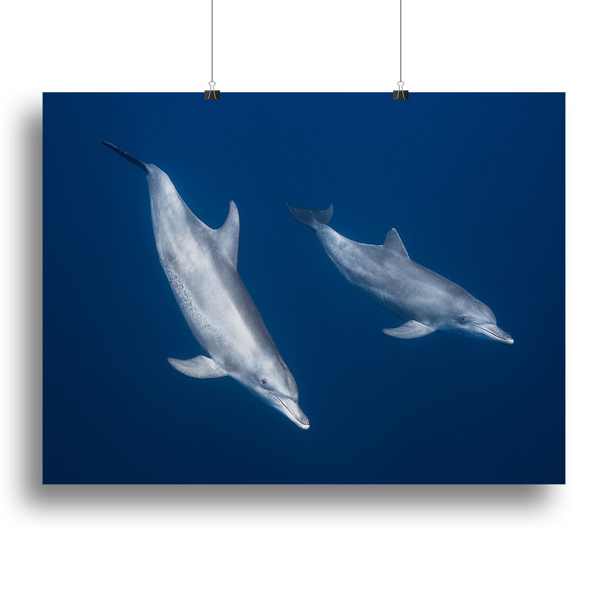 Bottlenose Dolphins Canvas Print or Poster - Canvas Art Rocks - 2