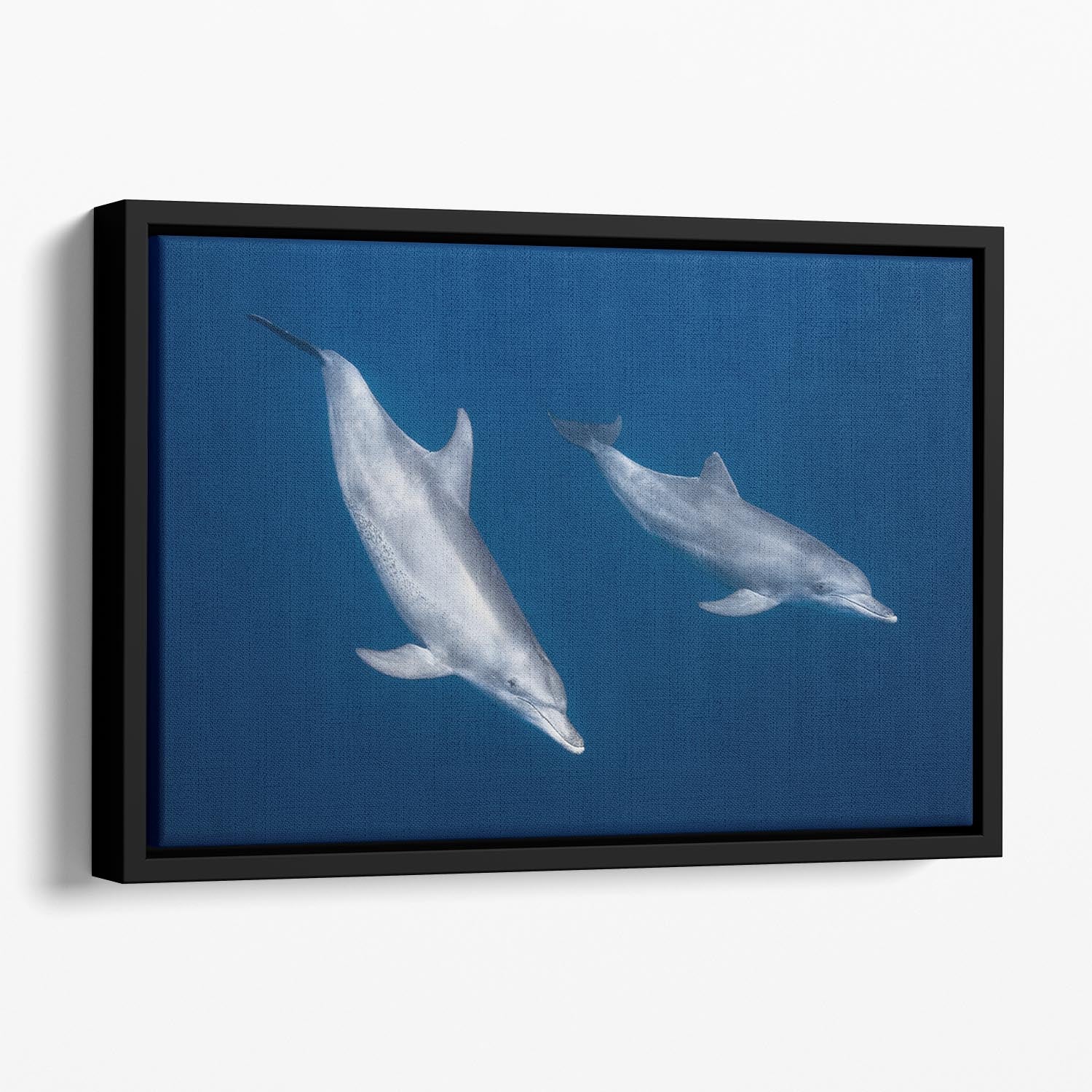Bottlenose Dolphins Floating Framed Canvas - Canvas Art Rocks - 1