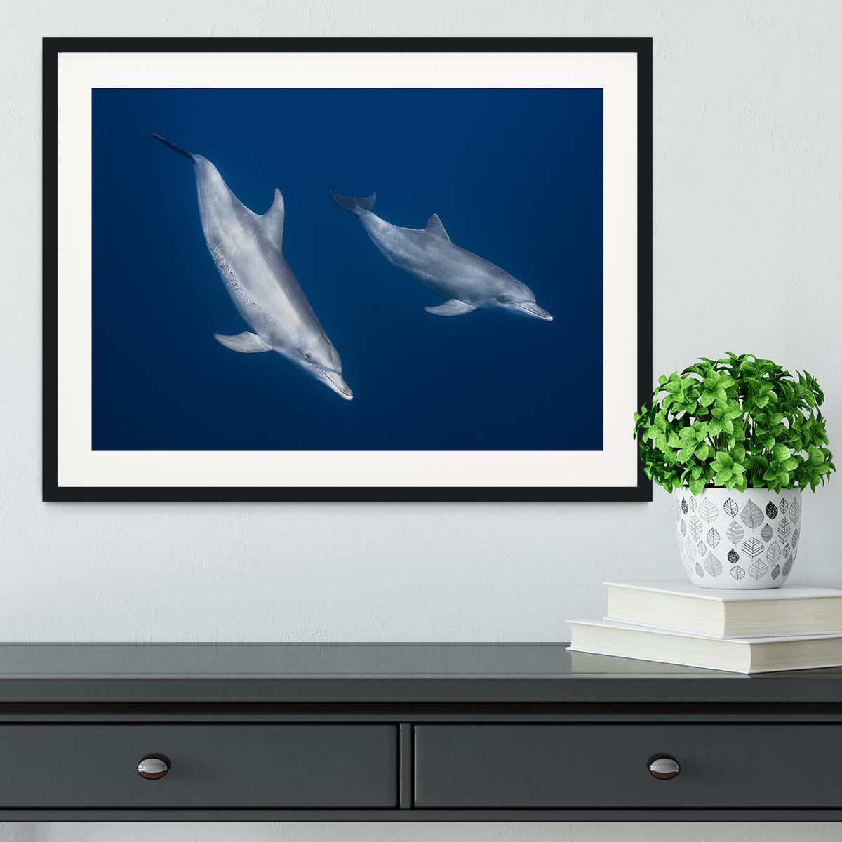 Bottlenose Dolphins Framed Print - Canvas Art Rocks - 1