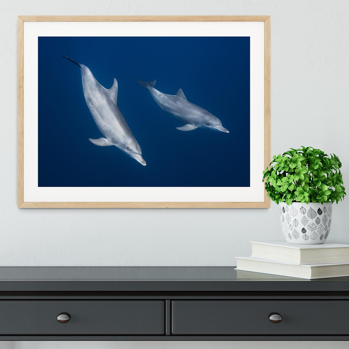 Bottlenose Dolphins Framed Print - Canvas Art Rocks - 3