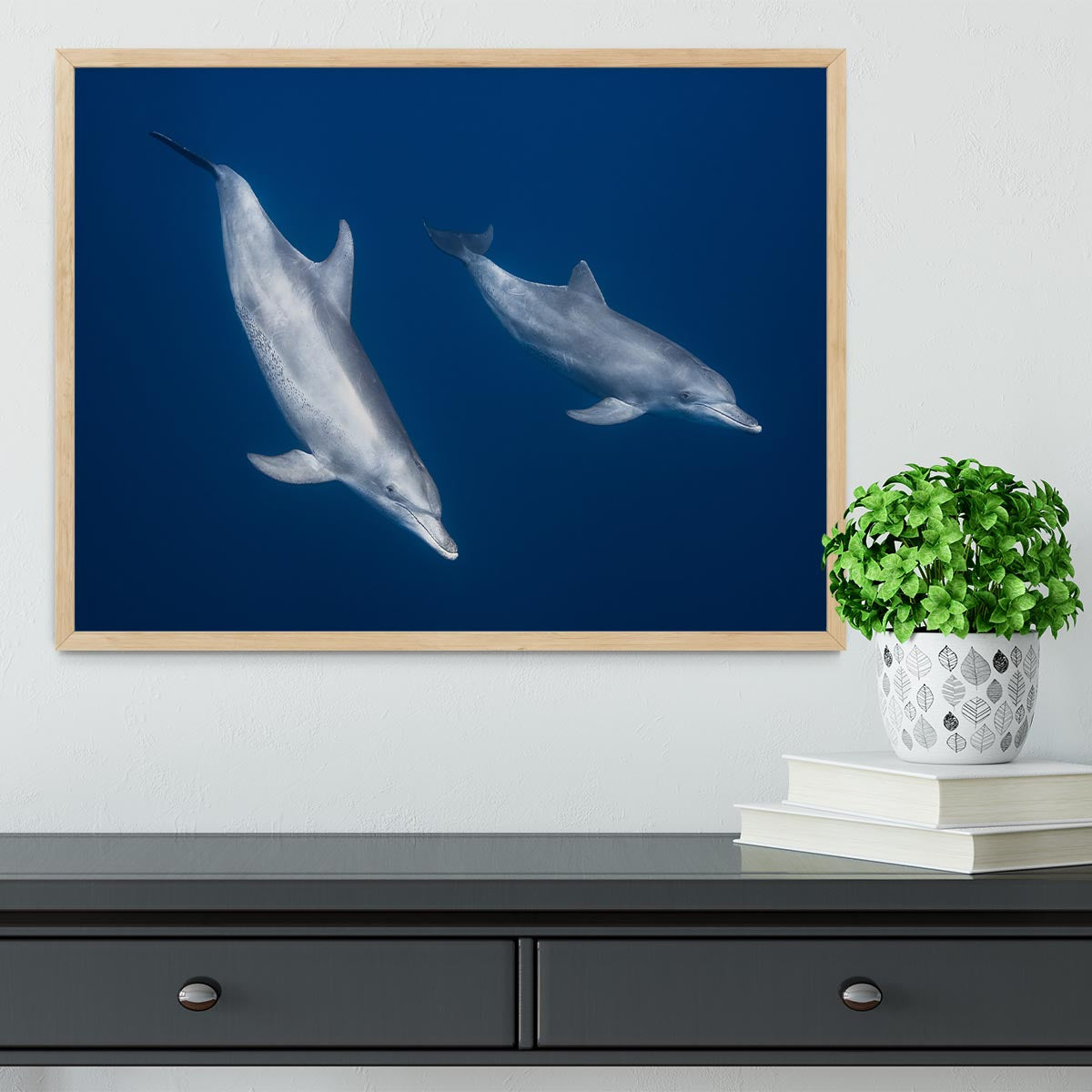 Bottlenose Dolphins Framed Print - Canvas Art Rocks - 4