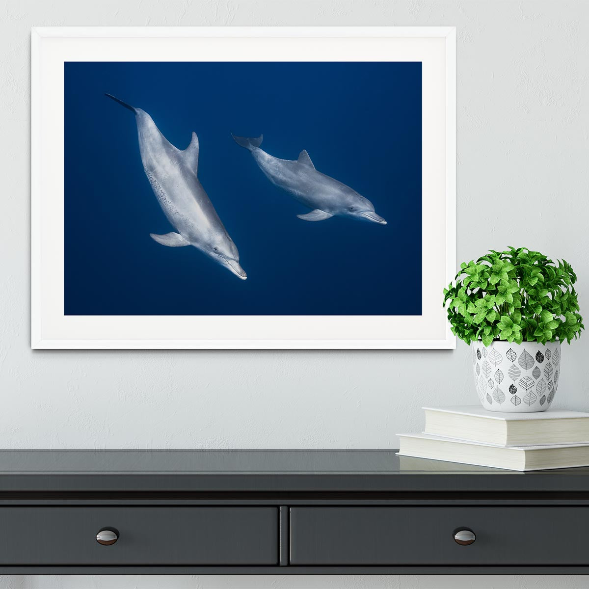 Bottlenose Dolphins Framed Print - Canvas Art Rocks - 5