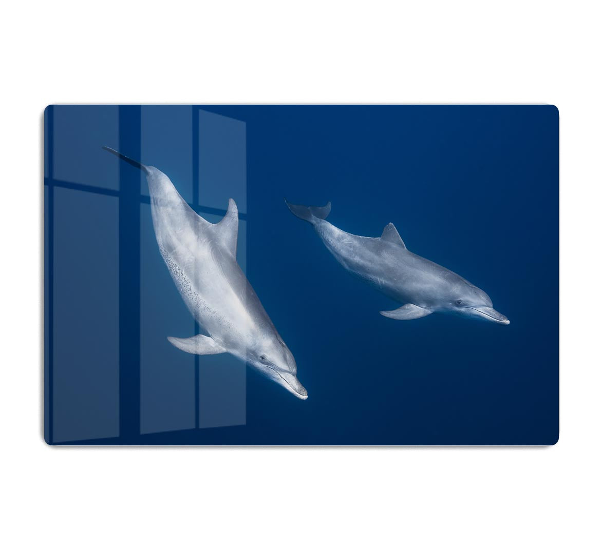Bottlenose Dolphins HD Metal Print - Canvas Art Rocks - 1