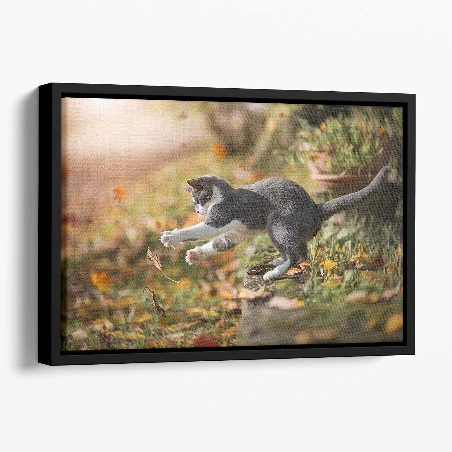 Cat Autumn Play Floating Framed Canvas - Canvas Art Rocks - 1