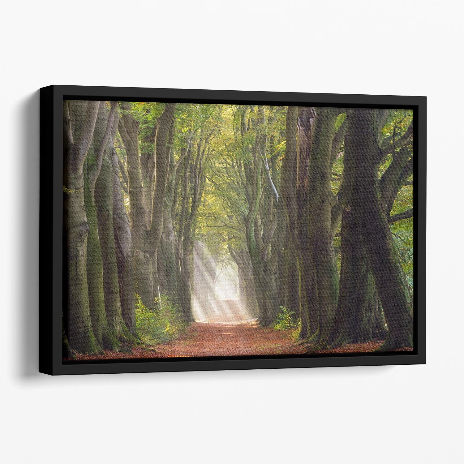 A Glorious Day Floating Framed Canvas - Canvas Art Rocks - 1