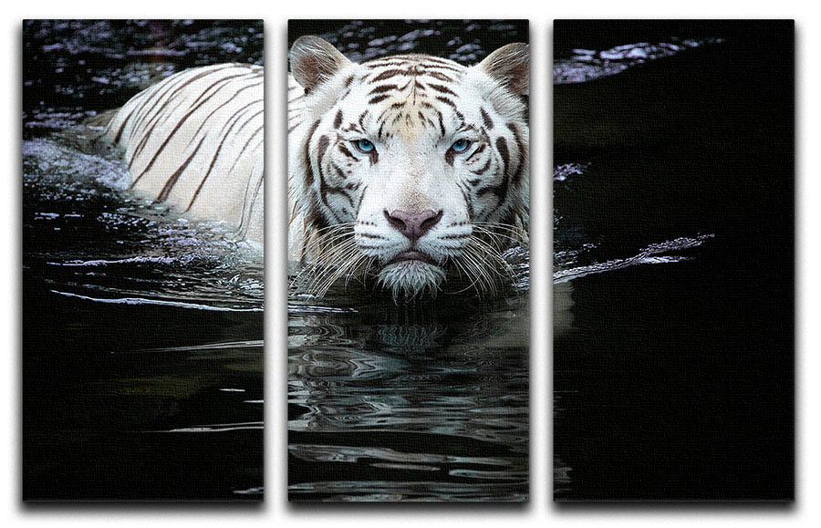 White Tiger Swimming 3 Split Panel Canvas Print - Canvas Art Rocks - 1
