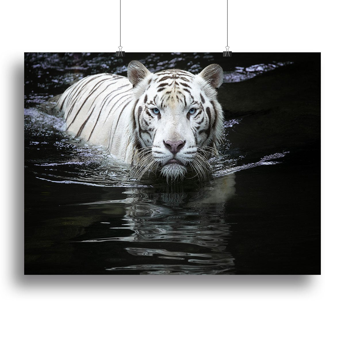 White Tiger Swimming Canvas Print or Poster - Canvas Art Rocks - 2