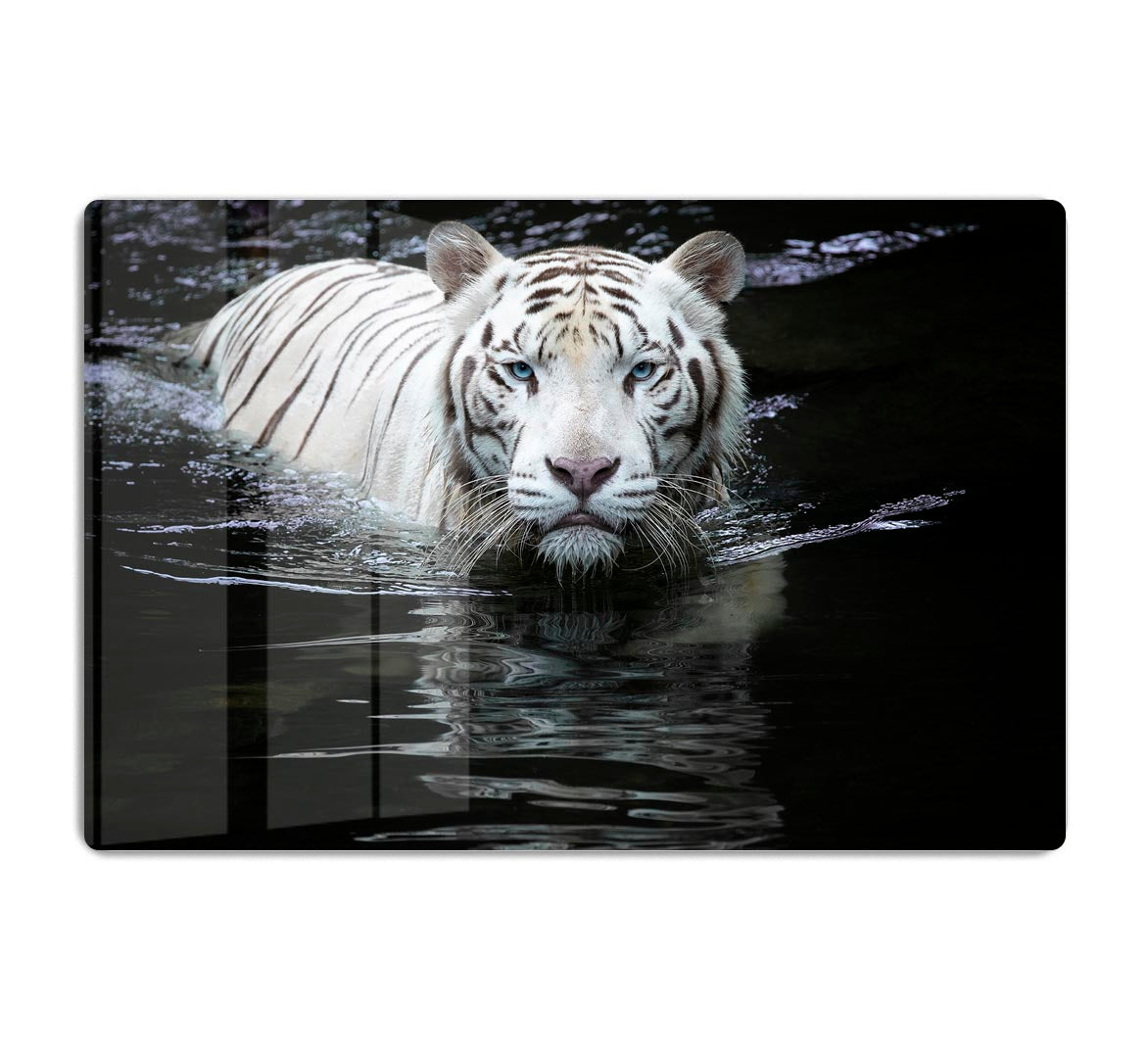 White Tiger Swimming HD Metal Print - Canvas Art Rocks - 1