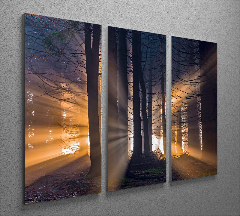 Autumn Forest 3 Split Panel Canvas Print - Canvas Art Rocks - 2