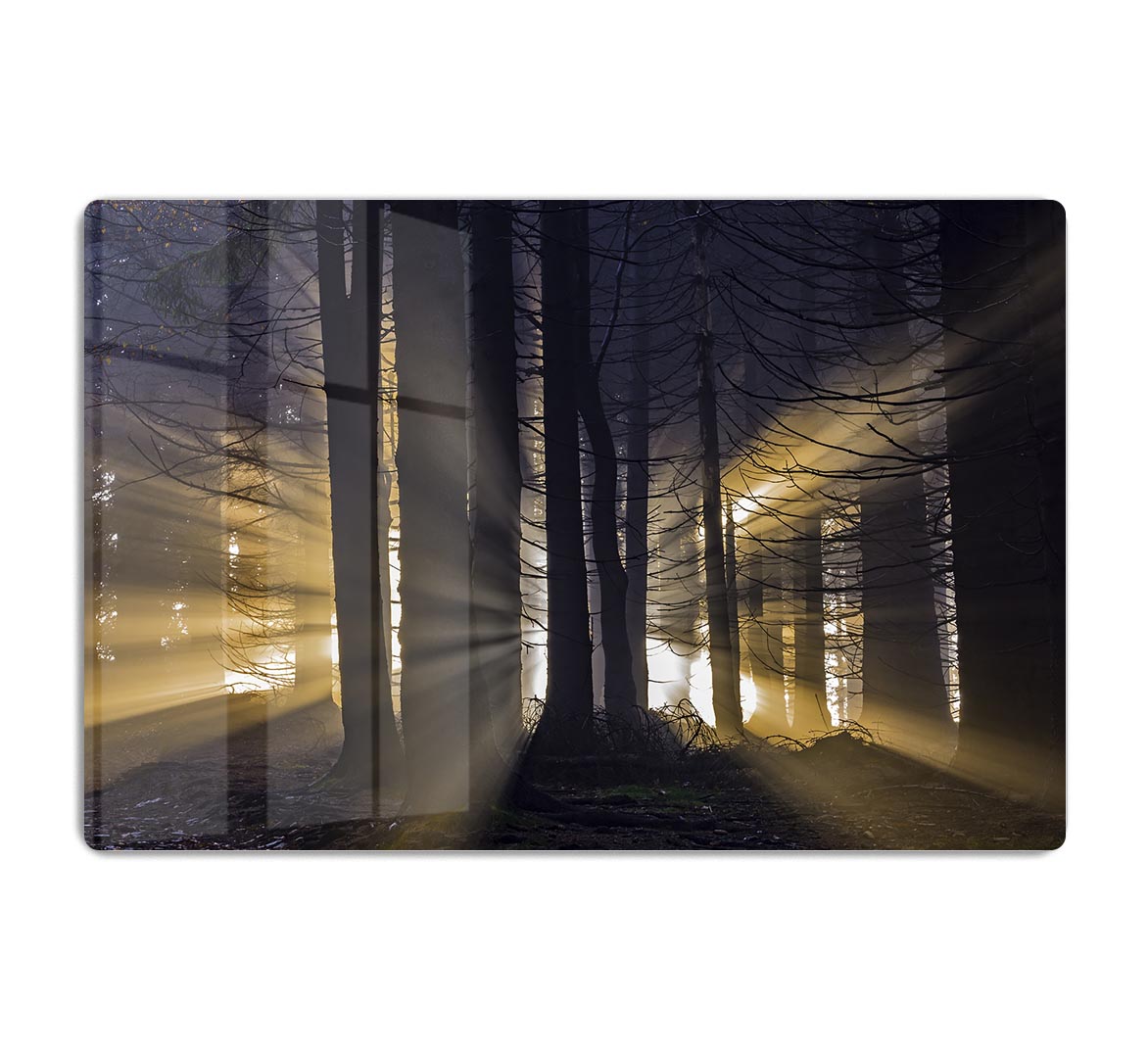Autumn Forest HD Metal Print - Canvas Art Rocks - 1