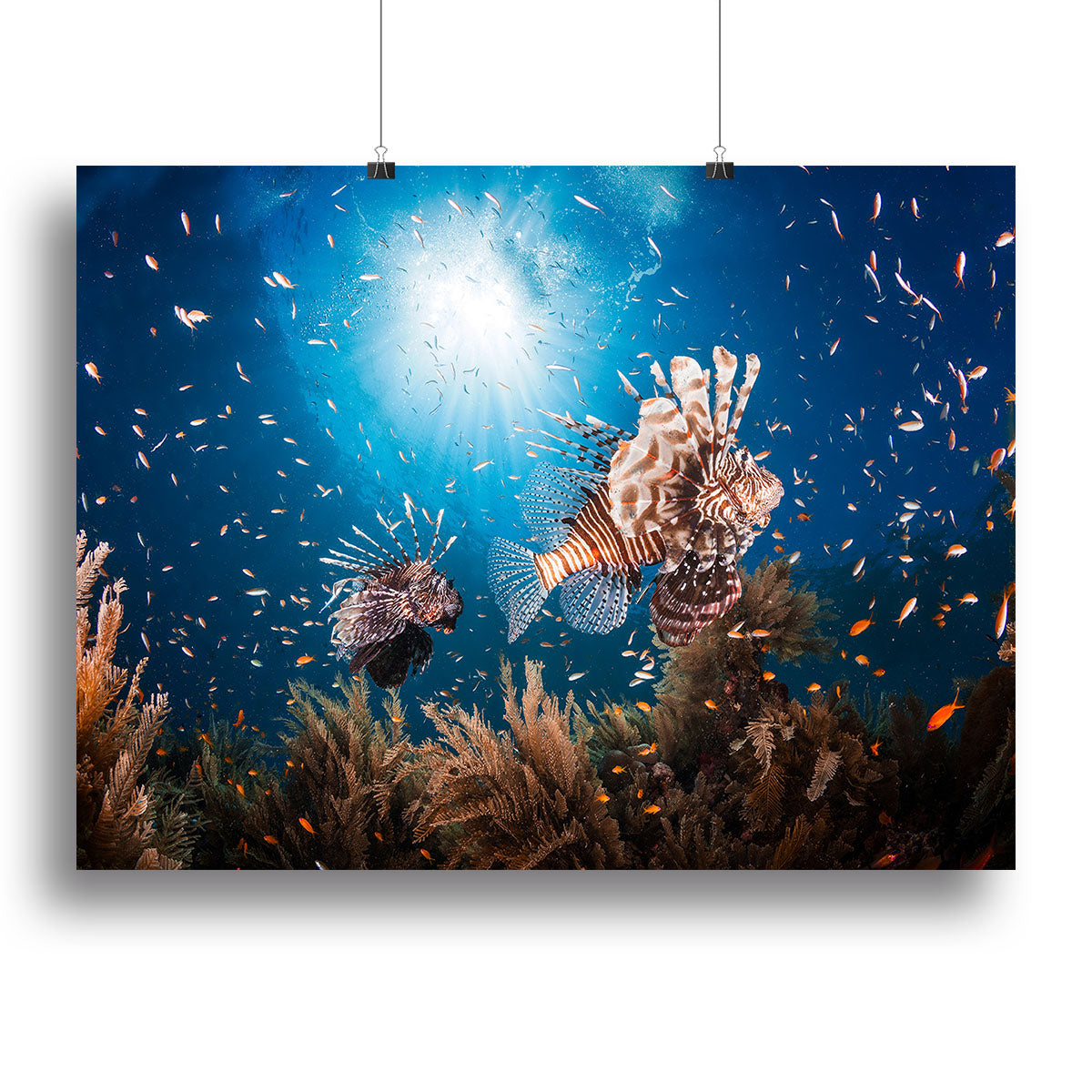 Lionfish Canvas Print or Poster - Canvas Art Rocks - 2