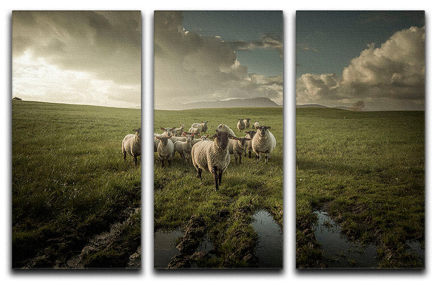 Sheep in field 3 Split Panel Canvas Print - Canvas Art Rocks - 1