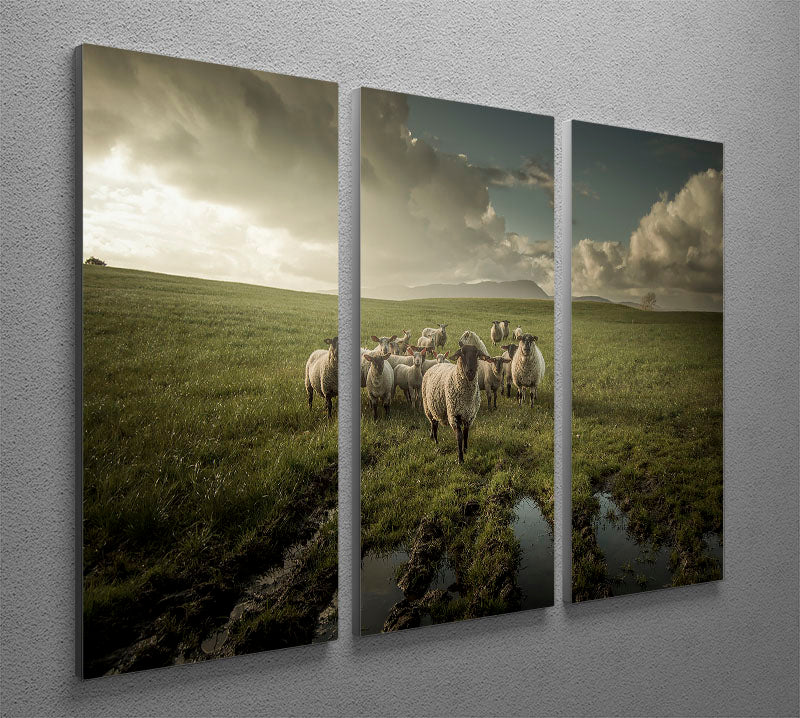 Sheep in field 3 Split Panel Canvas Print - Canvas Art Rocks - 2