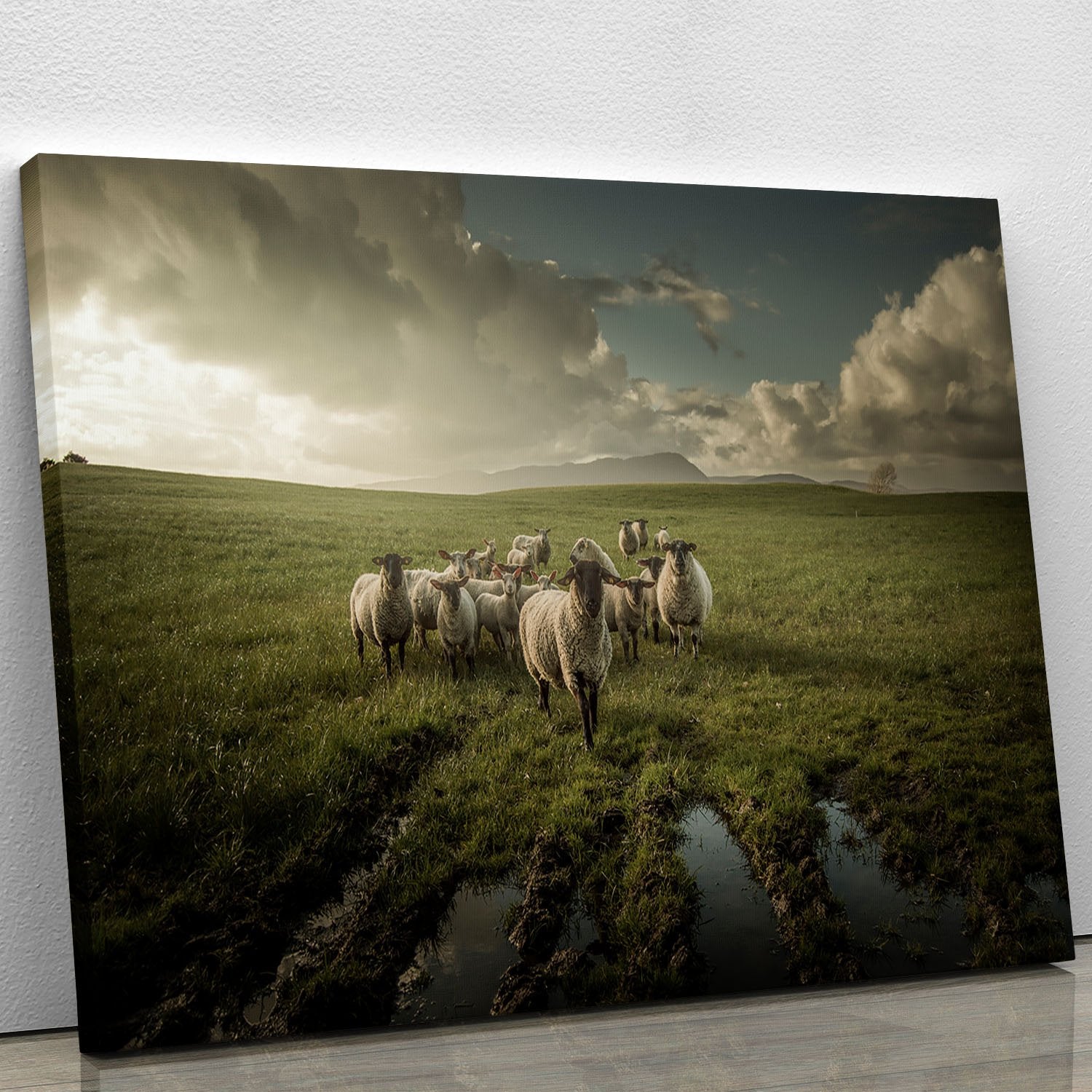 Sheep in field Canvas Print or Poster - Canvas Art Rocks - 1