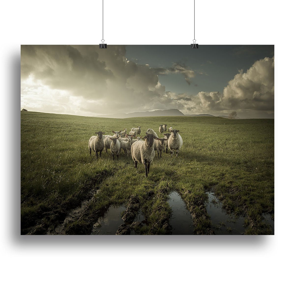 Sheep in field Canvas Print or Poster - Canvas Art Rocks - 2