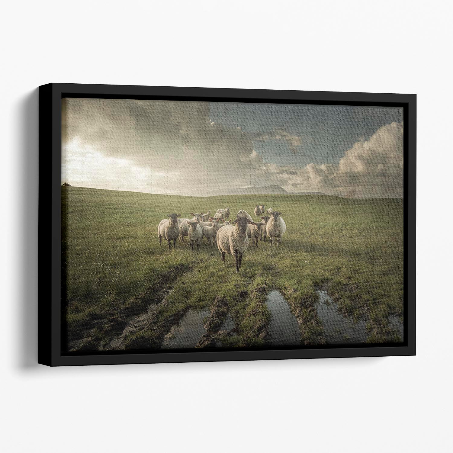 Sheep in field Floating Framed Canvas - Canvas Art Rocks - 1