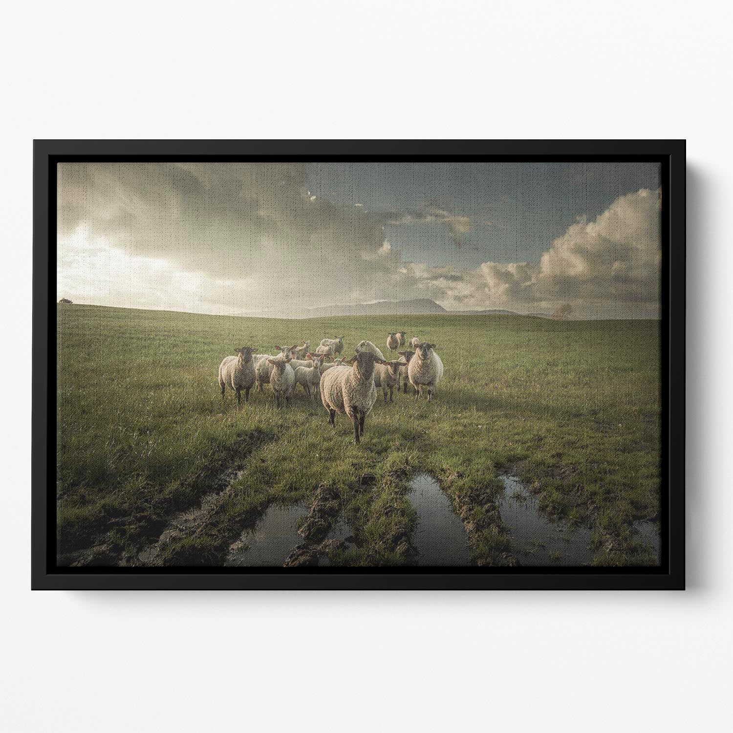 Sheep in field Floating Framed Canvas - Canvas Art Rocks - 2