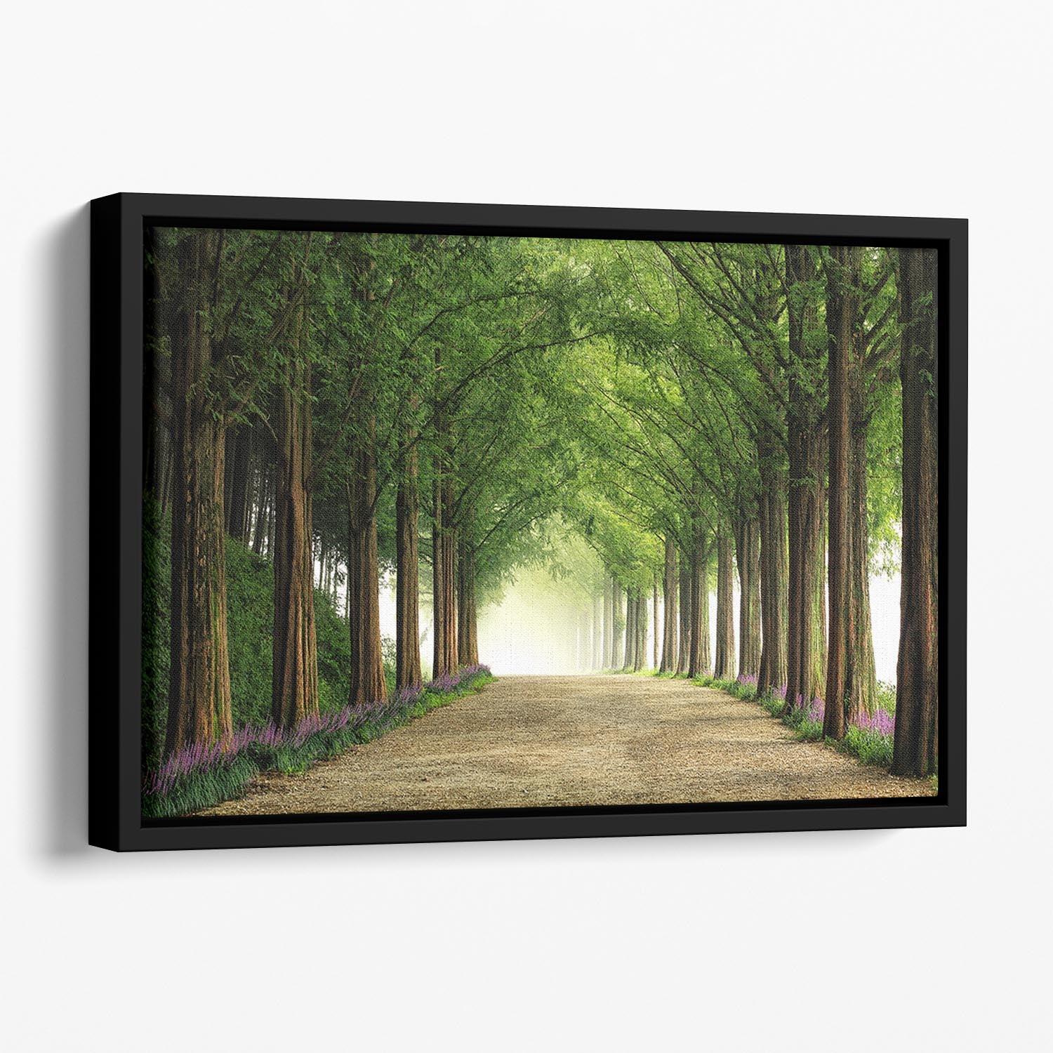 Metasequoia Road Floating Framed Canvas - Canvas Art Rocks - 1