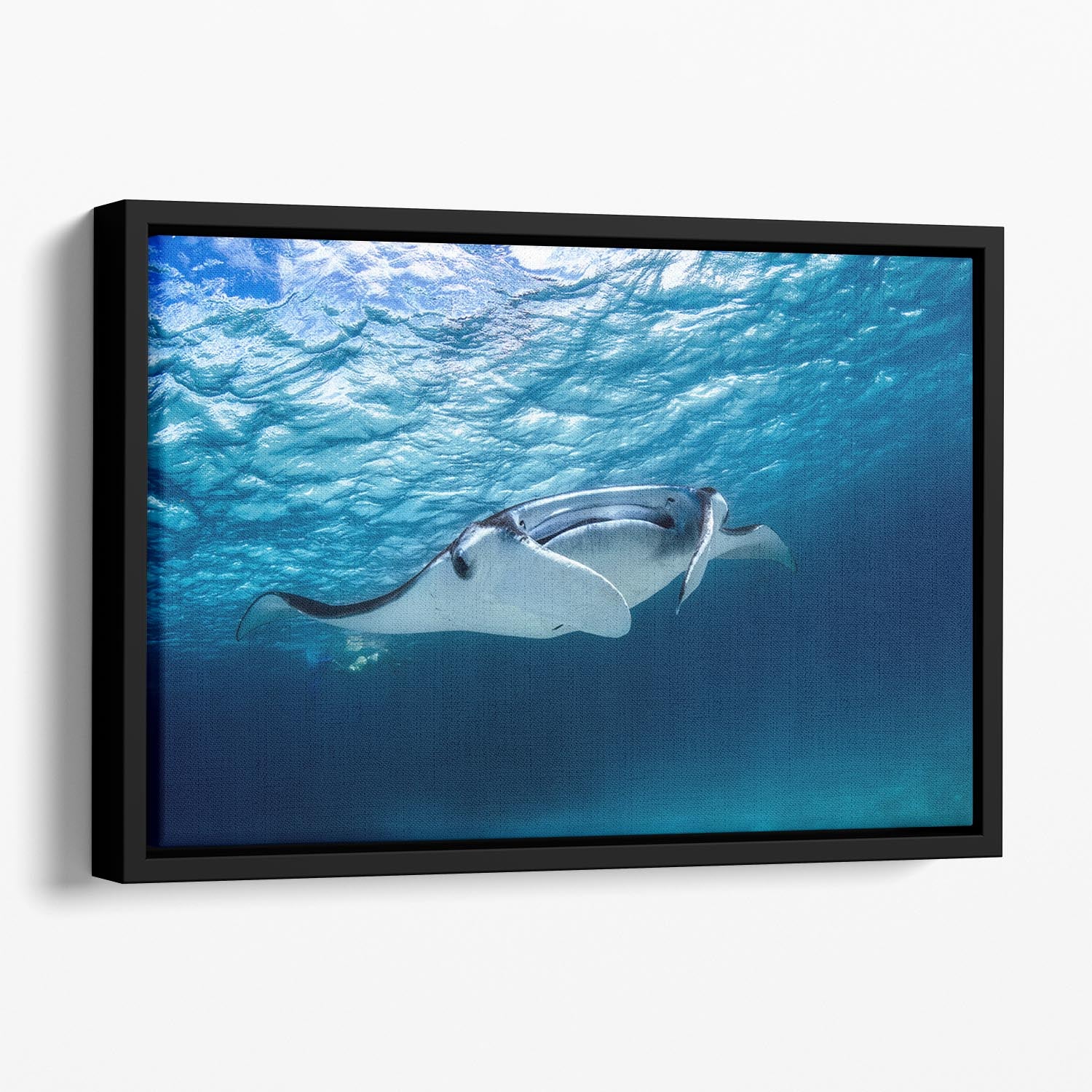 Manta Ray Floating Framed Canvas - Canvas Art Rocks - 1