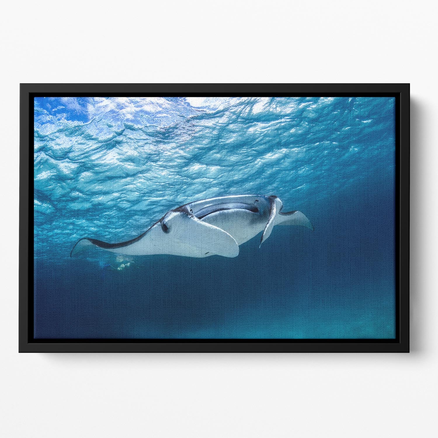 Manta Ray Floating Framed Canvas - Canvas Art Rocks - 2