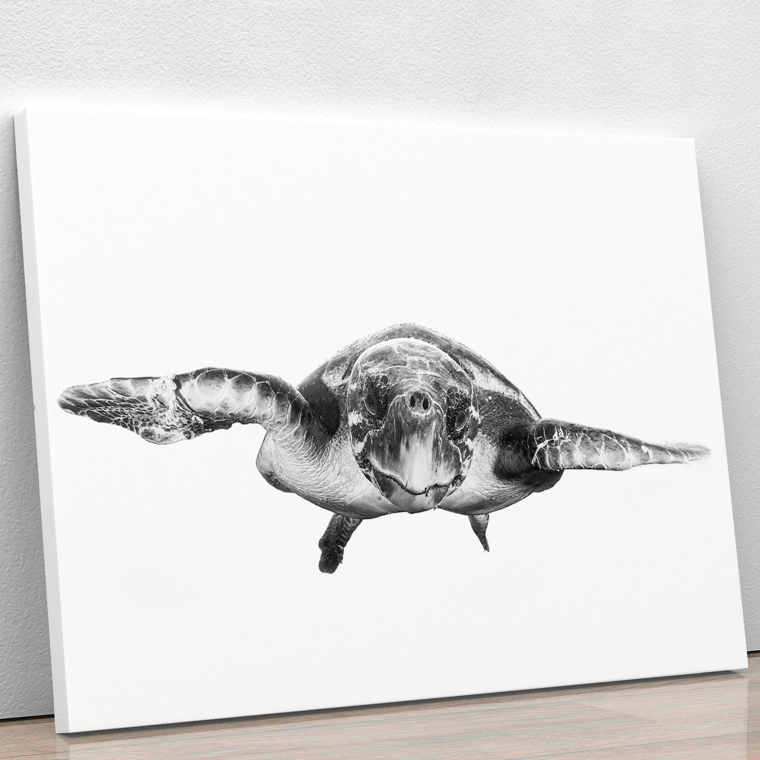 White And Turtle Canvas Print or Poster - Canvas Art Rocks - 1